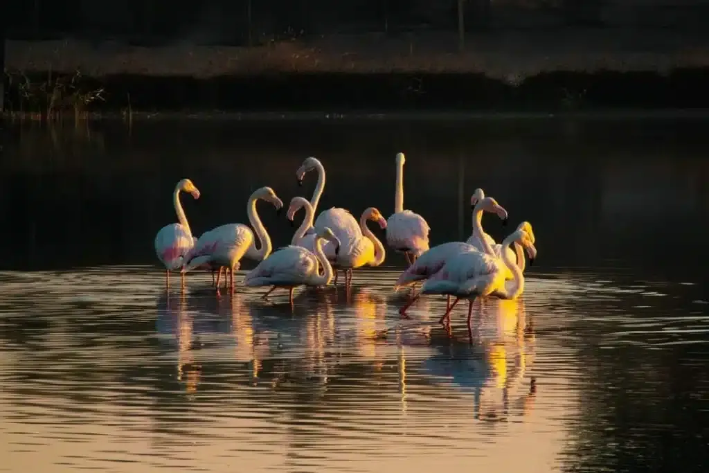 birdwatching in the UAE