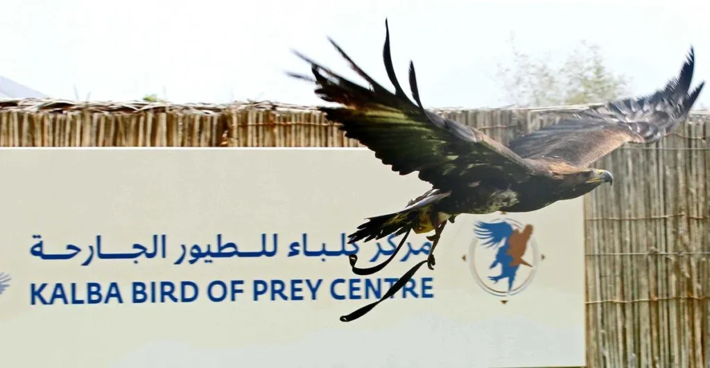 Kalba Bird of Prey Centre, Sharjah