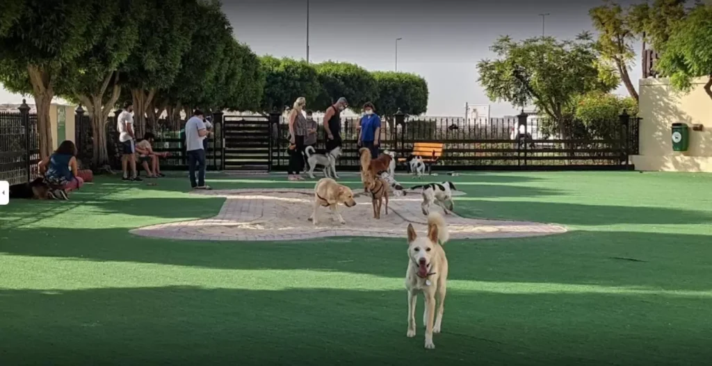 Pet-Friendly Places in Dubai 