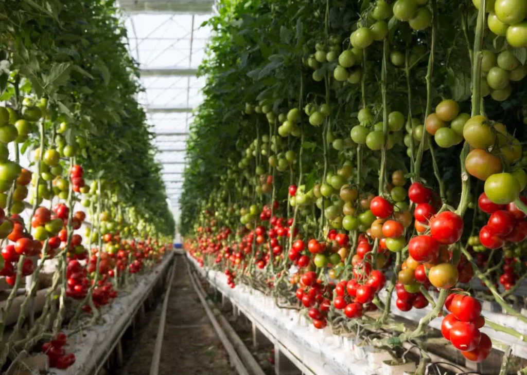 agriculture in the UAE