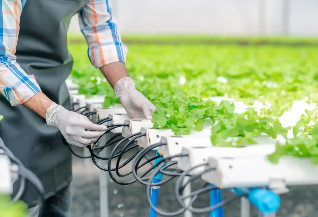 agriculture in the UAE