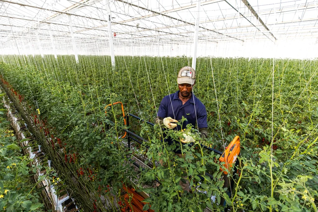 agriculture in the UAE