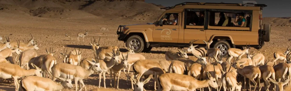Driving in Sir Bani Yas Island