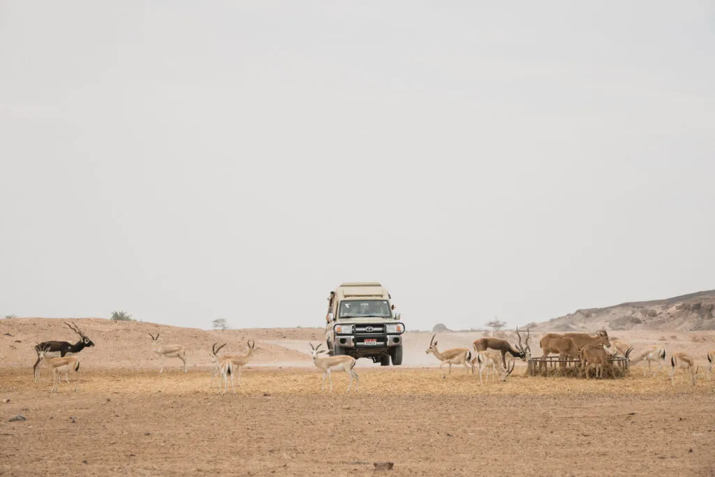 Driving in Sir Bani Yas Island