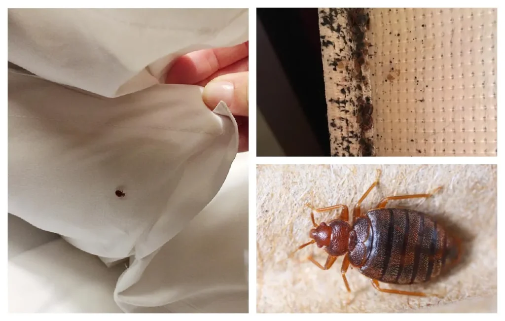 How to Get Rid of Bed Bugs