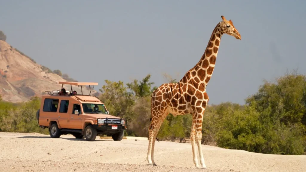 Picnic Spots in Sir Bani Yas Island