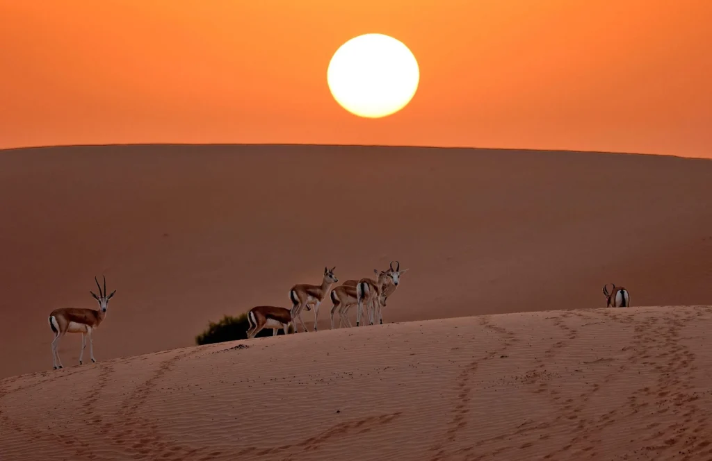 sunset in Al Ain