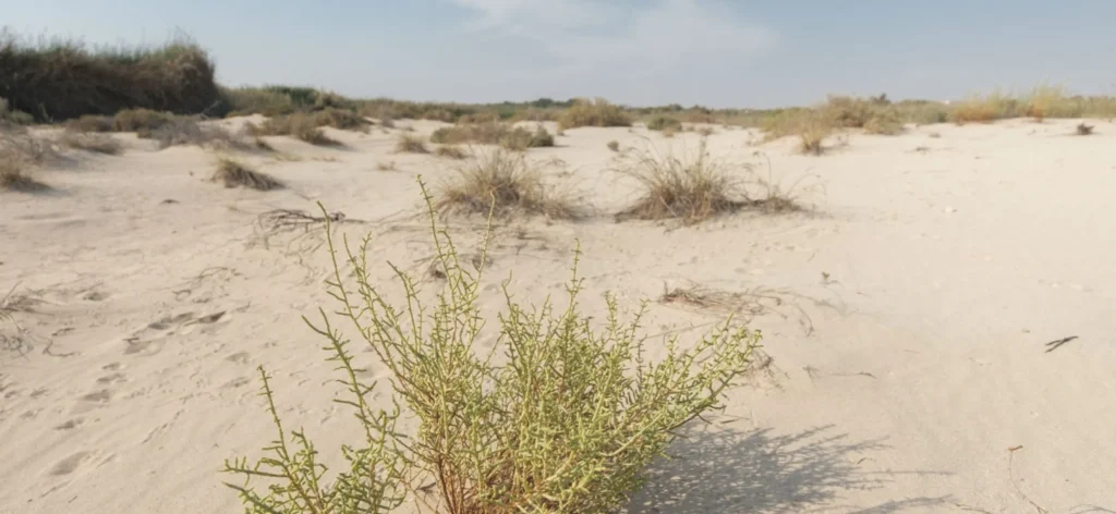 vegetation in the UAE