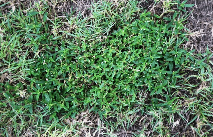 vegetation in the UAE