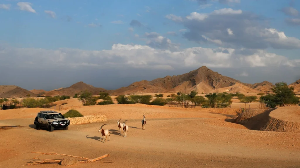 photo spots on Sir Bani Yas Island