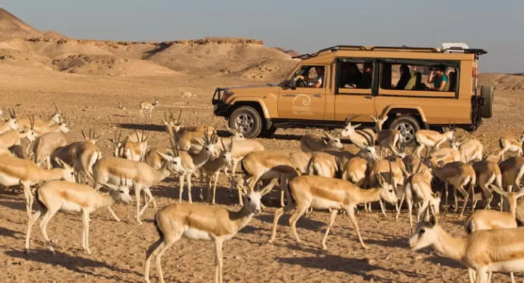 hiking on Sir Bani Yas Island