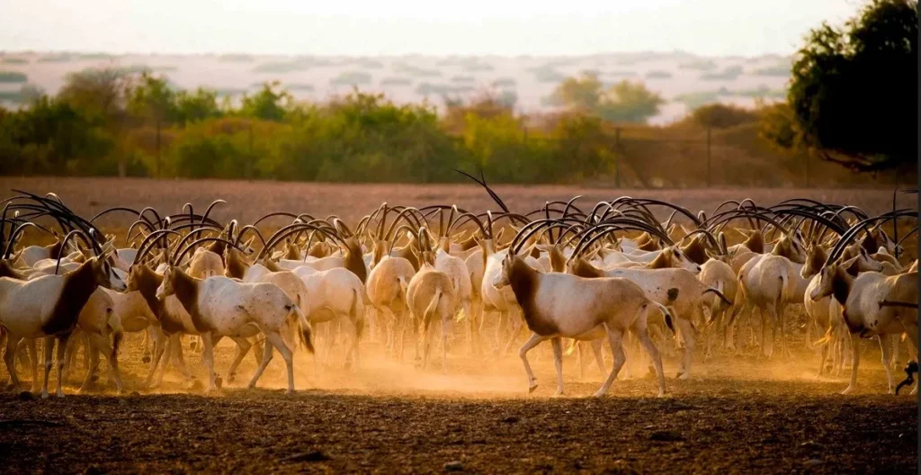 History of Sir Bani Yas Island