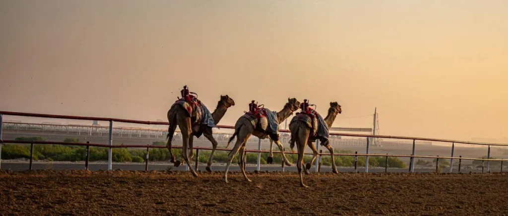 Al Ain Camel Races