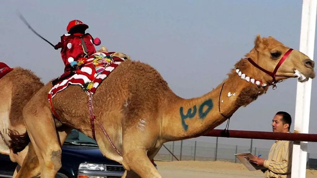 Al Ain Camel Races
