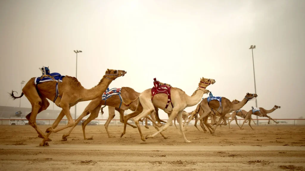 Al Ain Camel Races