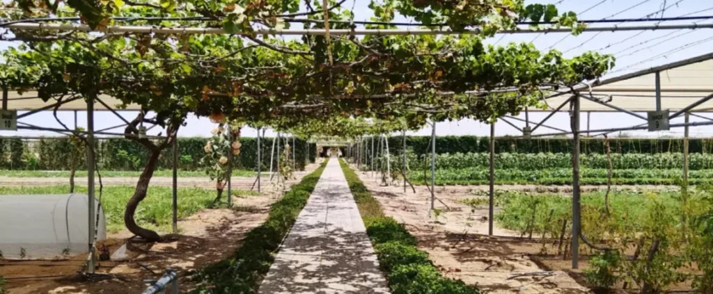 organic food in Abu Dhabi