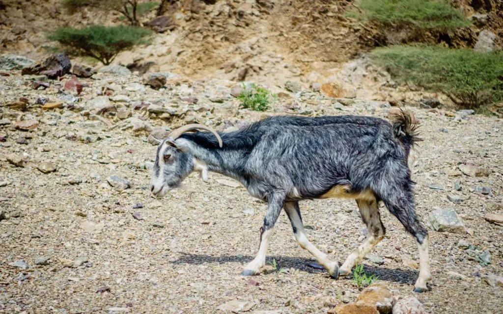 wildlife of Fujairah