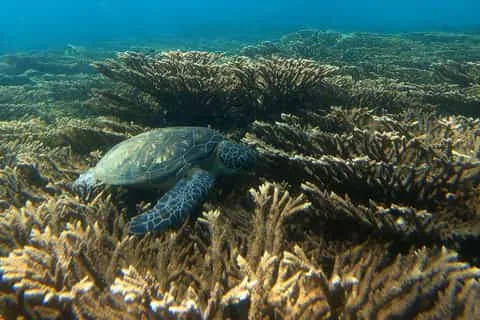 wildlife of Fujairah