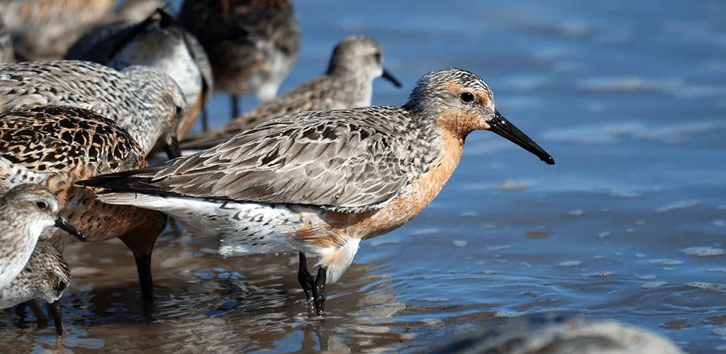 birdwatching hotspots