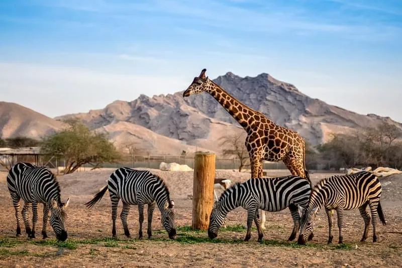 things to do on Sir Bani Yas Island