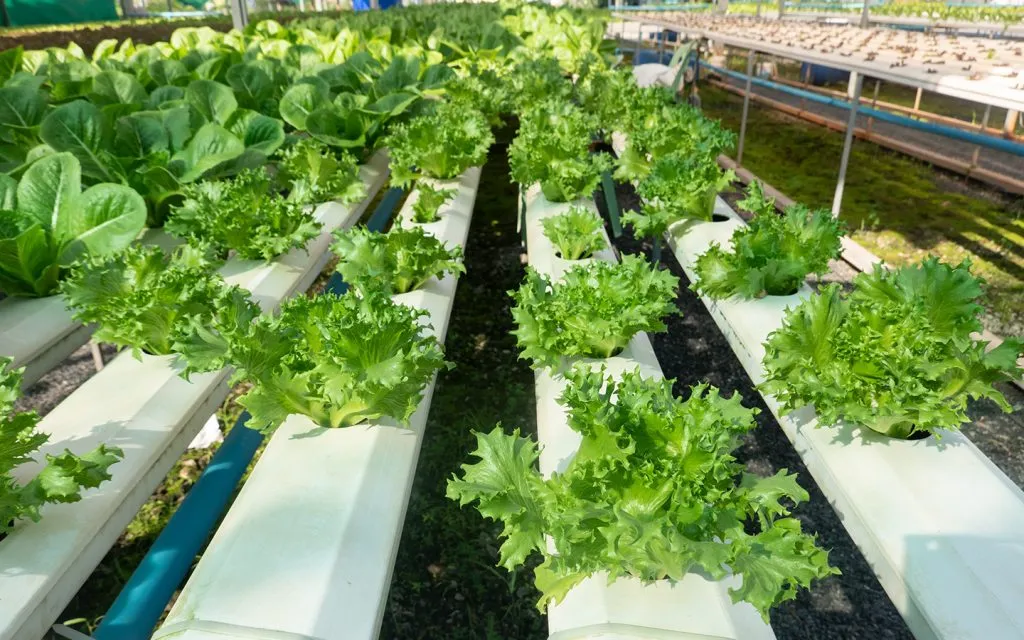 Farming in Umm Al Quwain