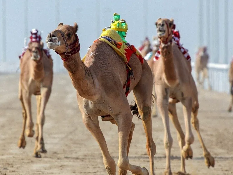 Camel Racing