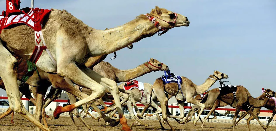 Camel Racing