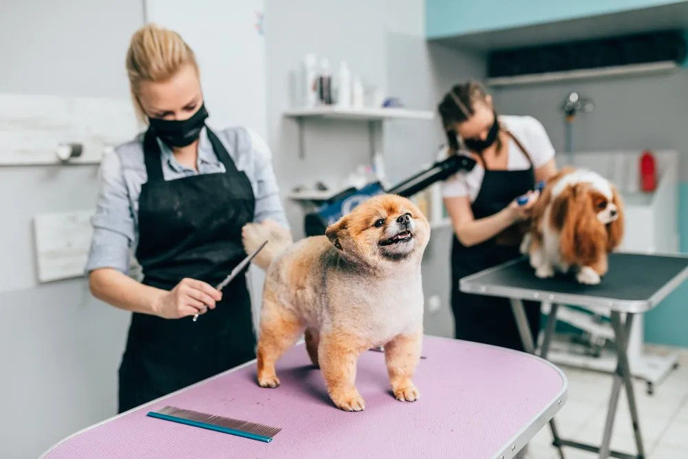 Freelance Pet Sitting and Grooming