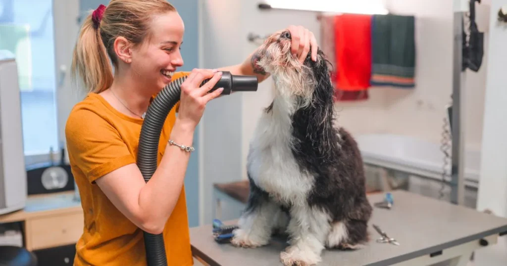 Freelancers Working with Pets