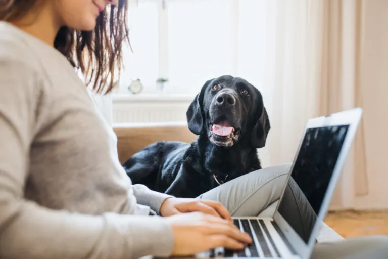 Freelancers Working with Pets