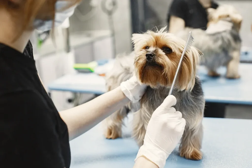 Freelancers Working with Pets