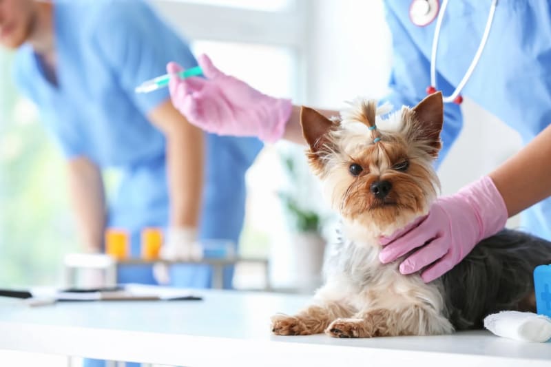 Comprehensive Guide to Pet Care and Vet Clinics in Fujairah 2025