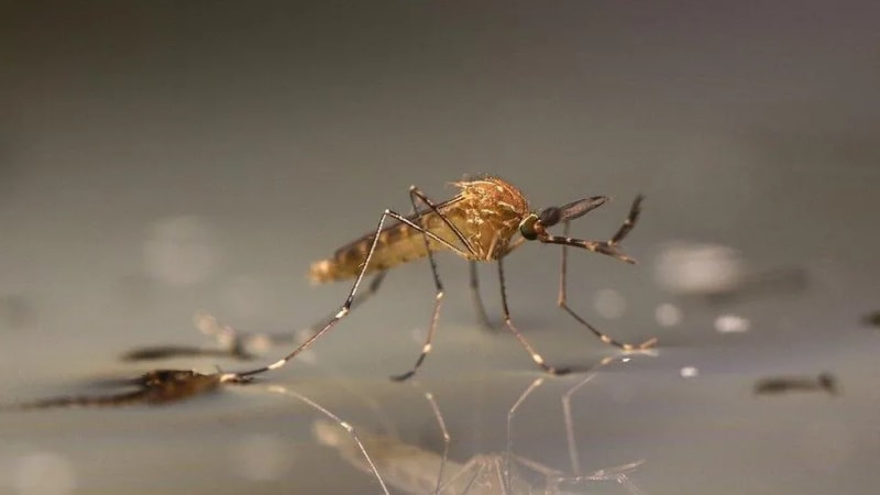The Ultimate Guide to Effectively Dealing with Mosquitoes in the UAE: Bites, Prevention & Treatment (2025)