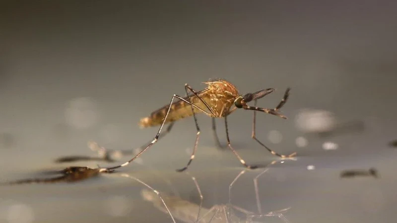 The Ultimate Guide to Effectively Dealing with Mosquitoes in the UAE: Bites, Prevention & Treatment (2025)