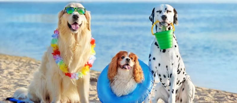 Best Pet-Friendly Places in Umm Al Quwain 2025 — Where You & Your Pet Can Roam Freely