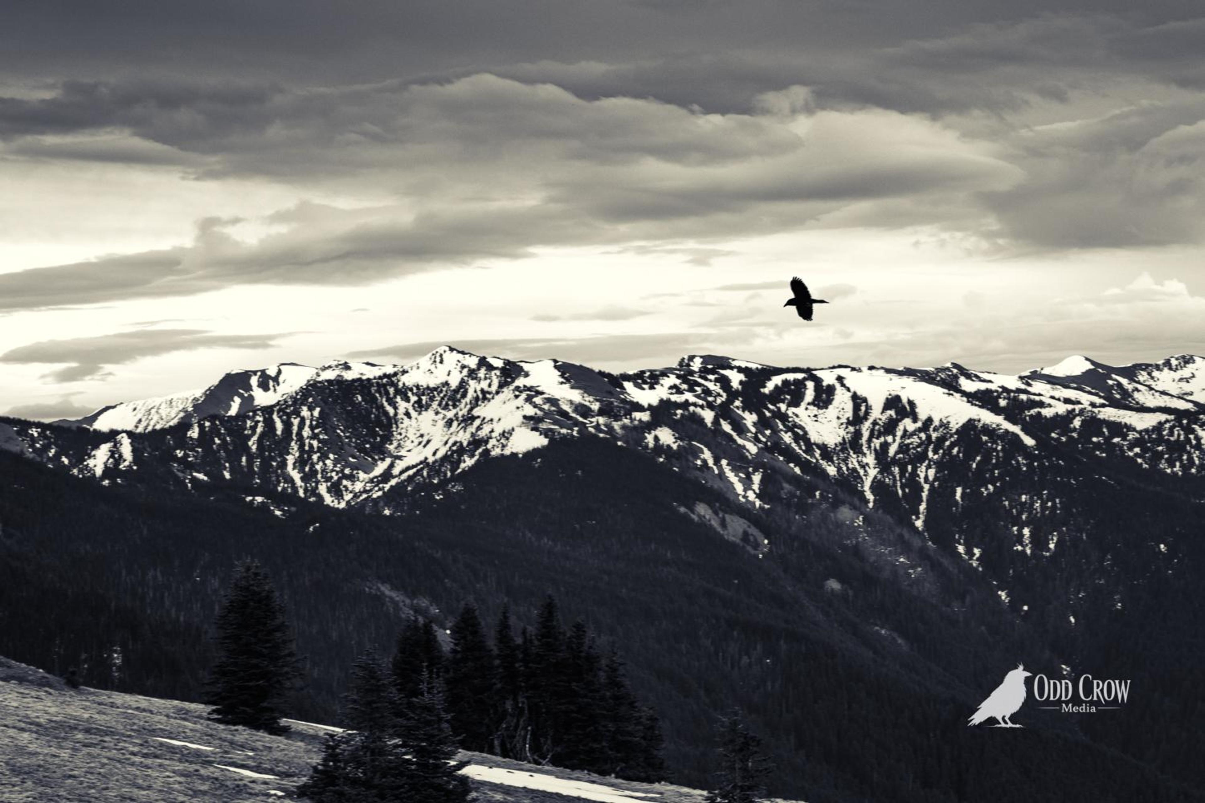 A lone raven soars against dramatic storm clouds over snow-capped Olympic Mountains from Hurricane Ridge viewpoint