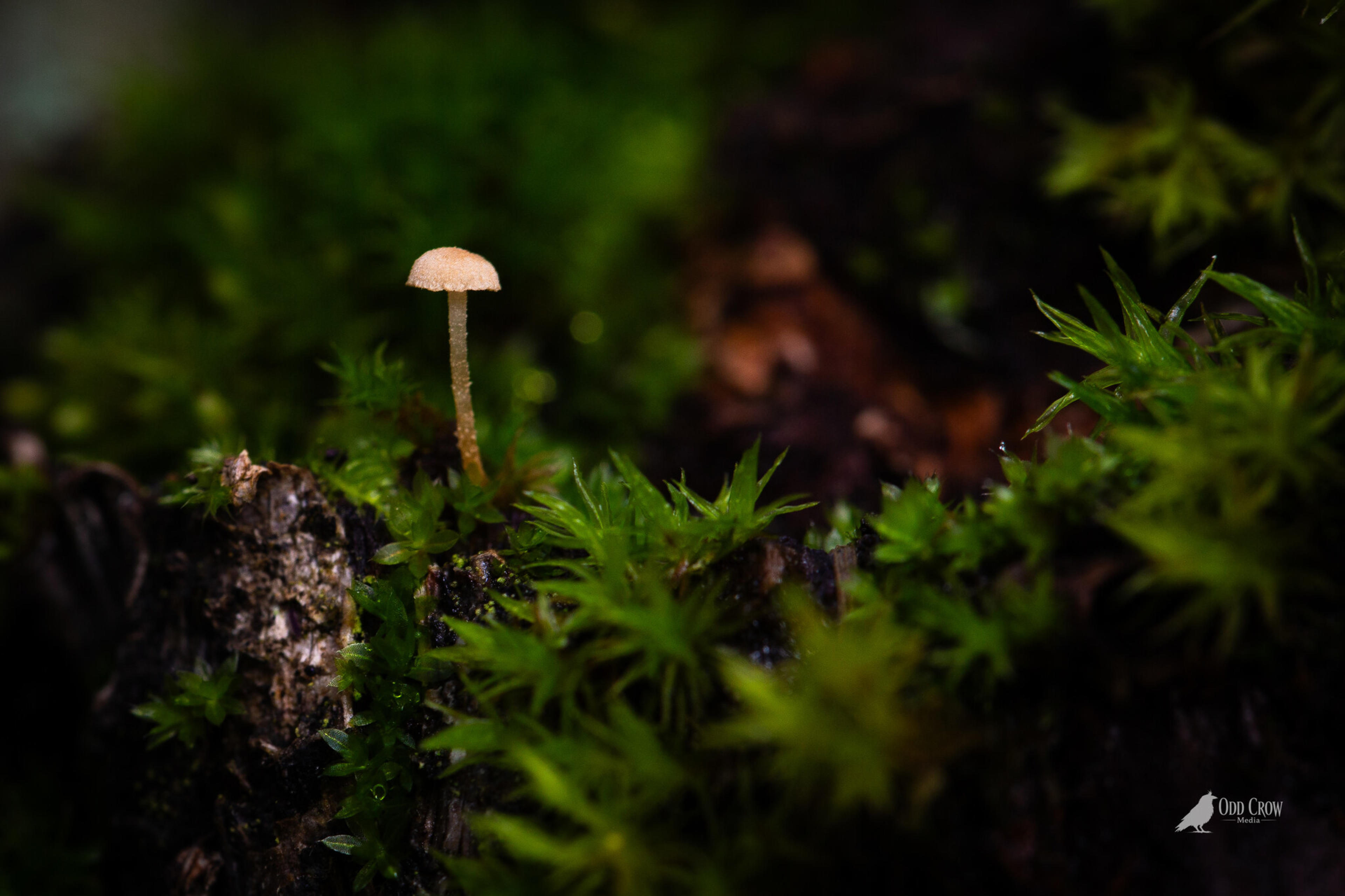 Mossy old-growth forest — Pacific Northwest fine art photography, Odd Crow Media