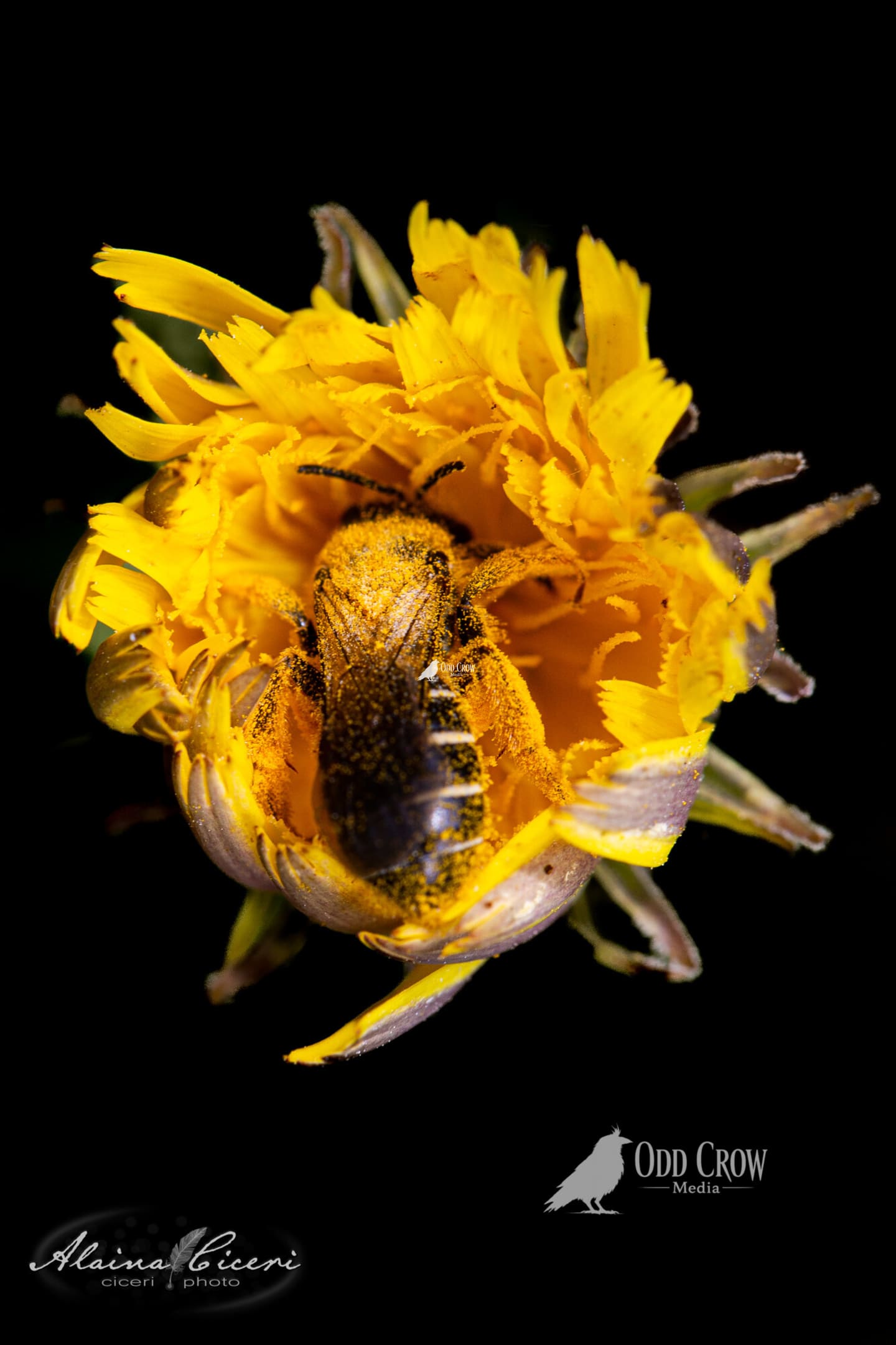 Macro nature close-up — fine art photography, Olympic Peninsula, Odd Crow Media
