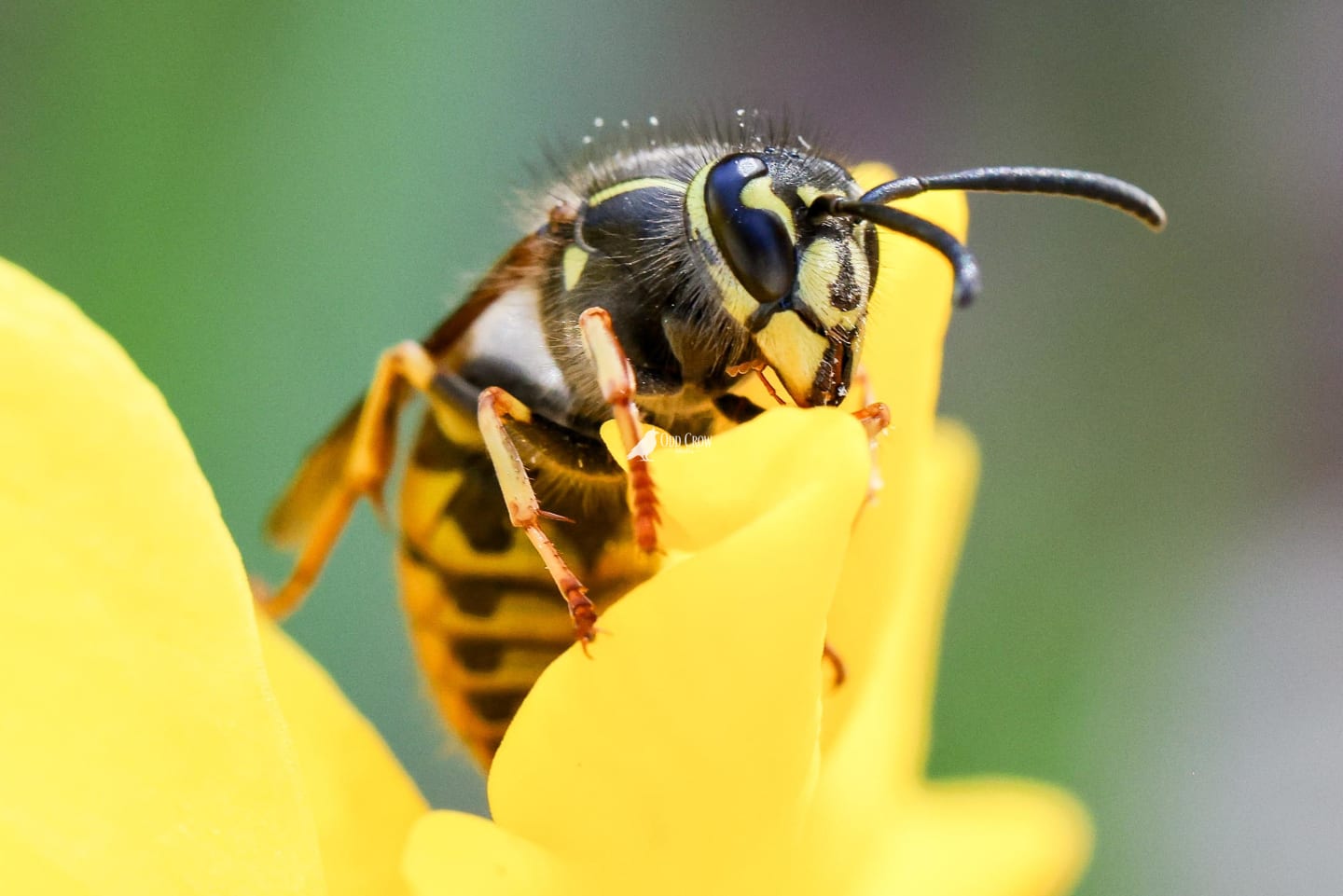 Side profile of the wasp on yellow daffodil petals, showing detailed wing structure and body segments