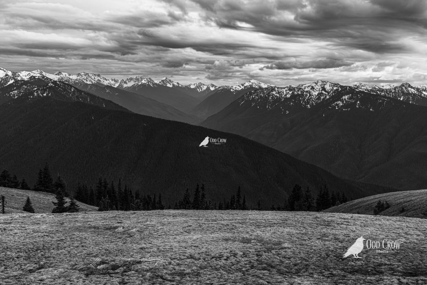 Black and white panoramic view of layered Olympic Mountain ridges extending to horizon