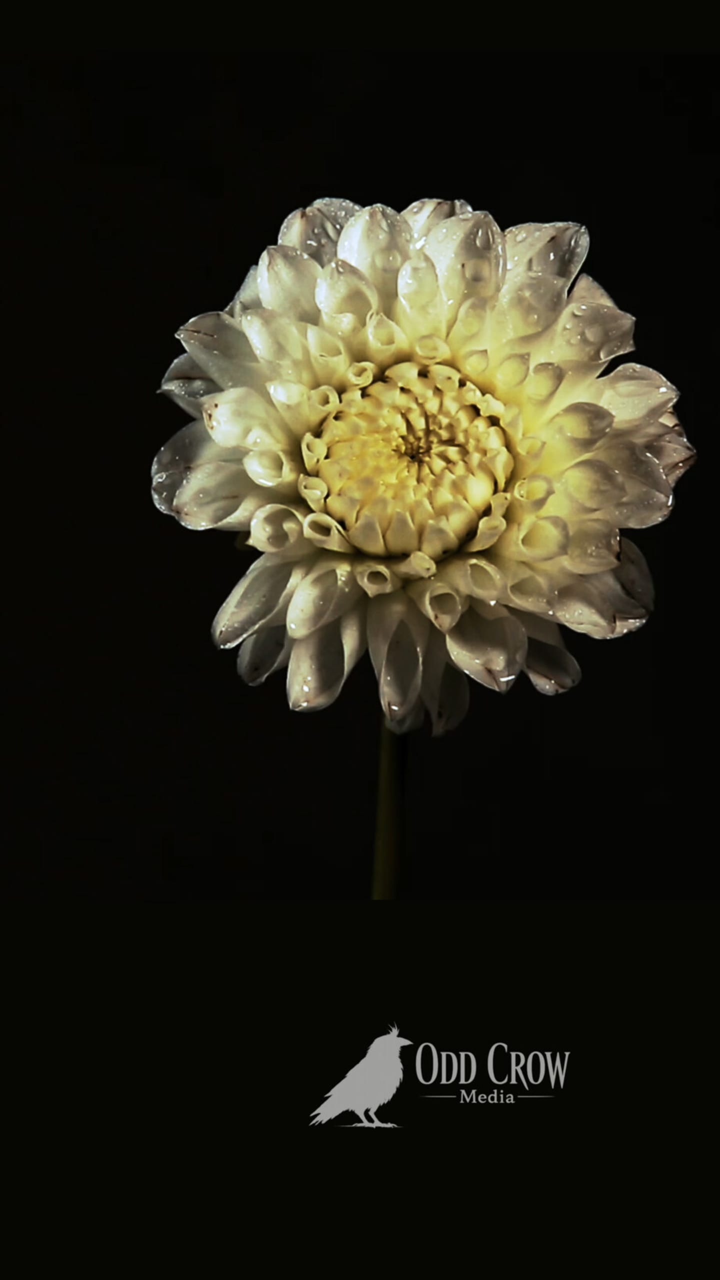 Floral fine art photography — macro detail, Pacific Northwest, Odd Crow Media