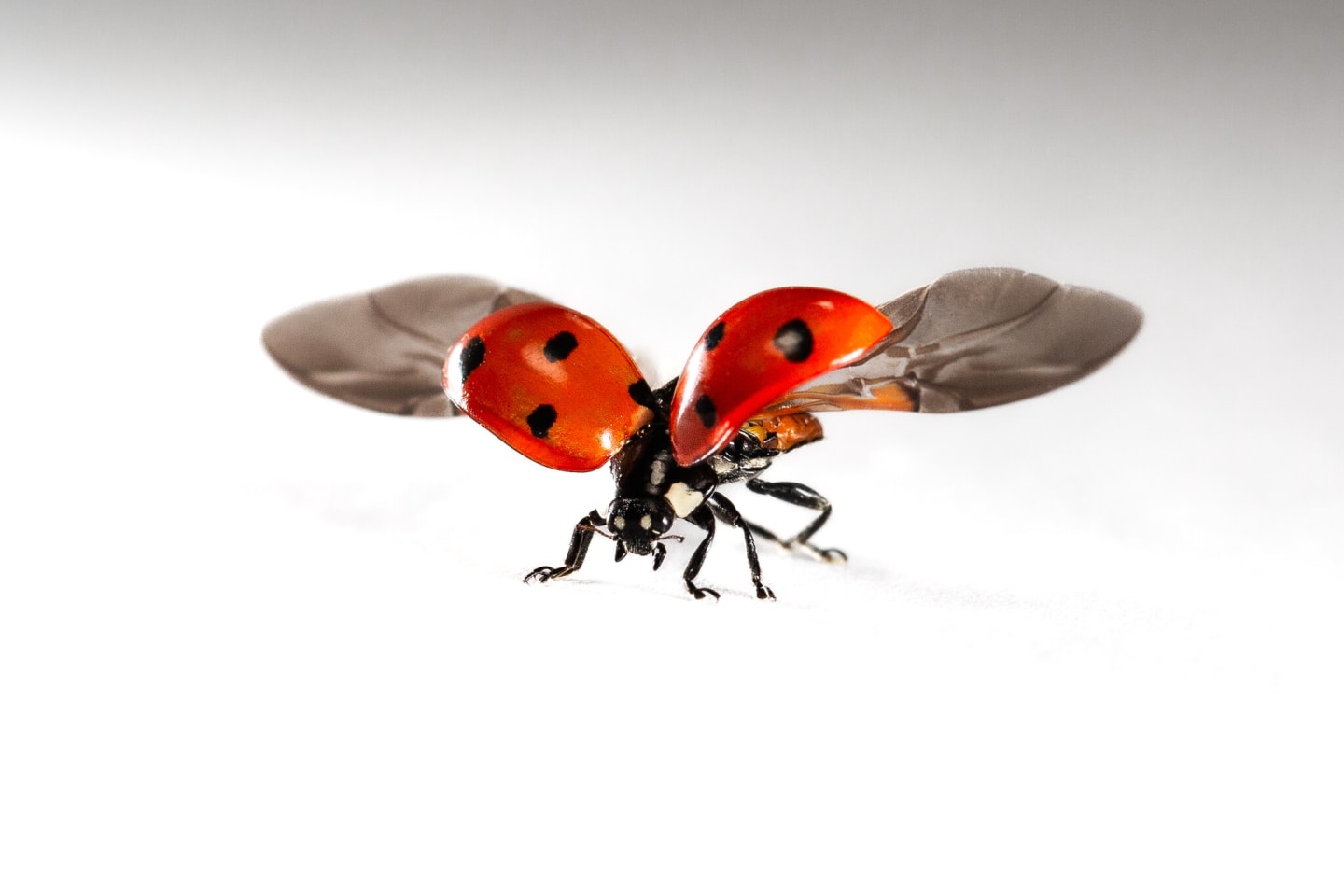 Close-up nature photography — fine art macro, Olympic Peninsula, Odd Crow Media