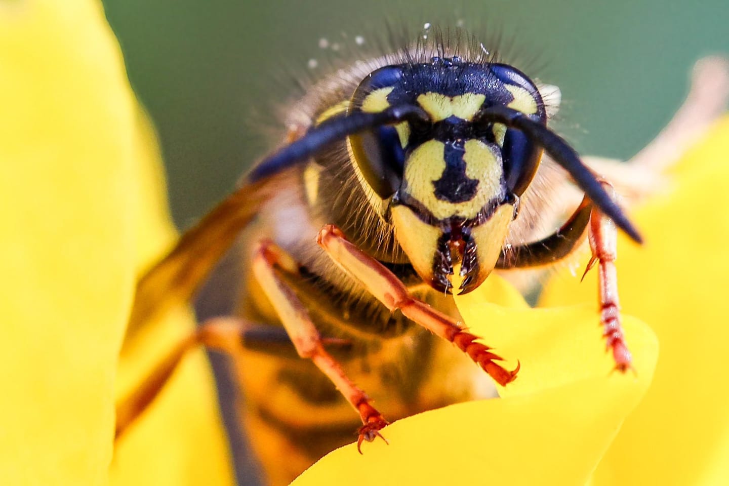 Close-up macro shot of a wasp's face showing intricate yellow and black patterns and large compound eyes