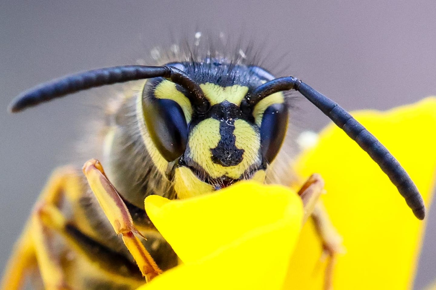 Front view of the wasp's face showing striking yellow and black facial markings and fuzzy antennae