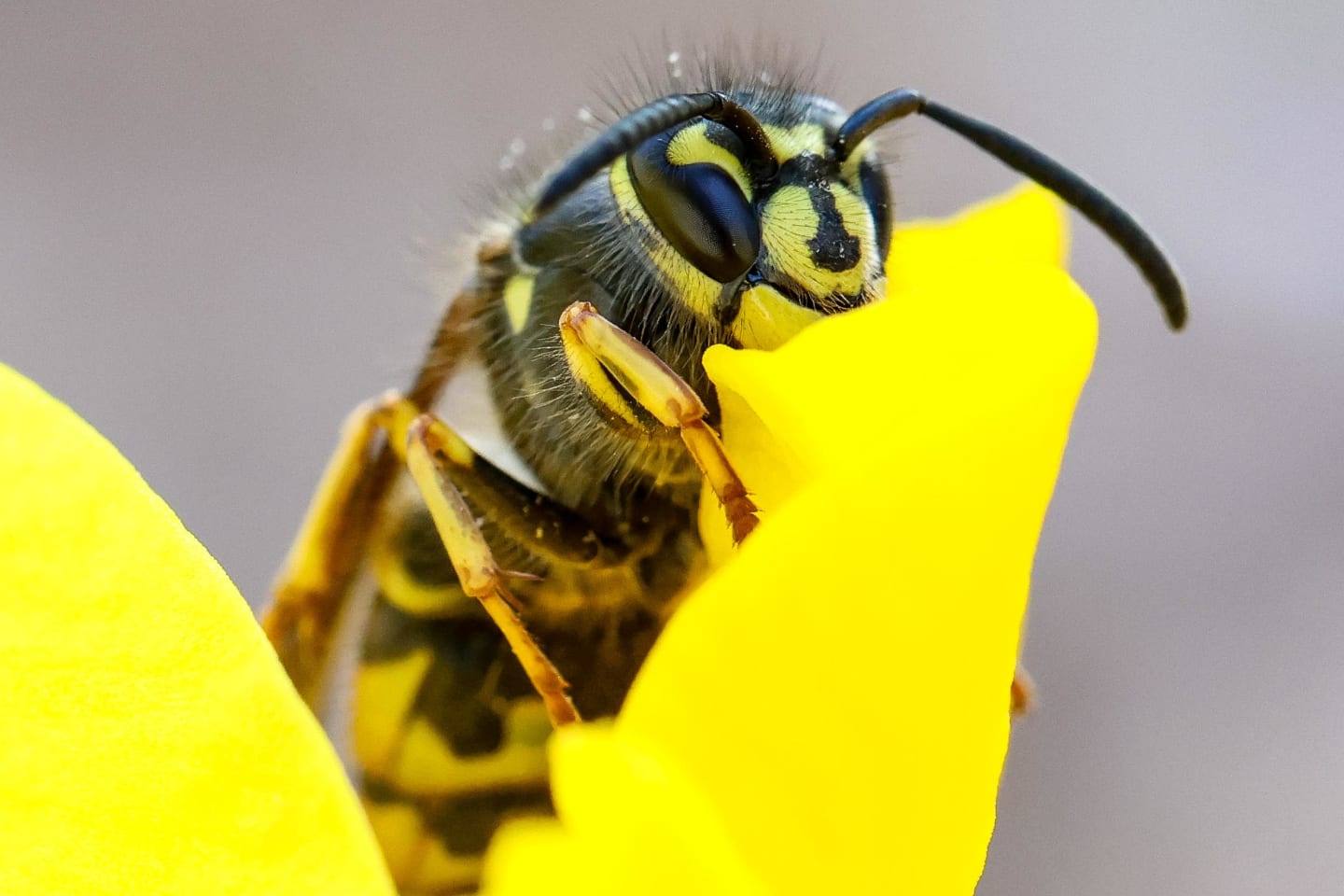Another angle showing the wasp gripping the flower petal with detailed leg and body texture visible