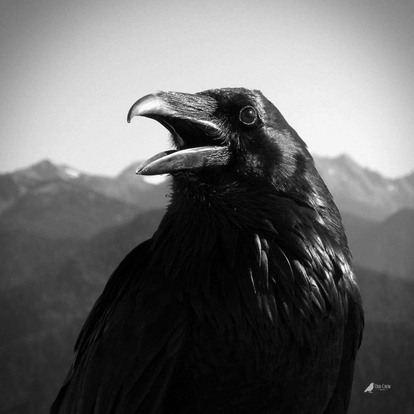 Black and white close-up of a raven calling with Olympic Mountains in background