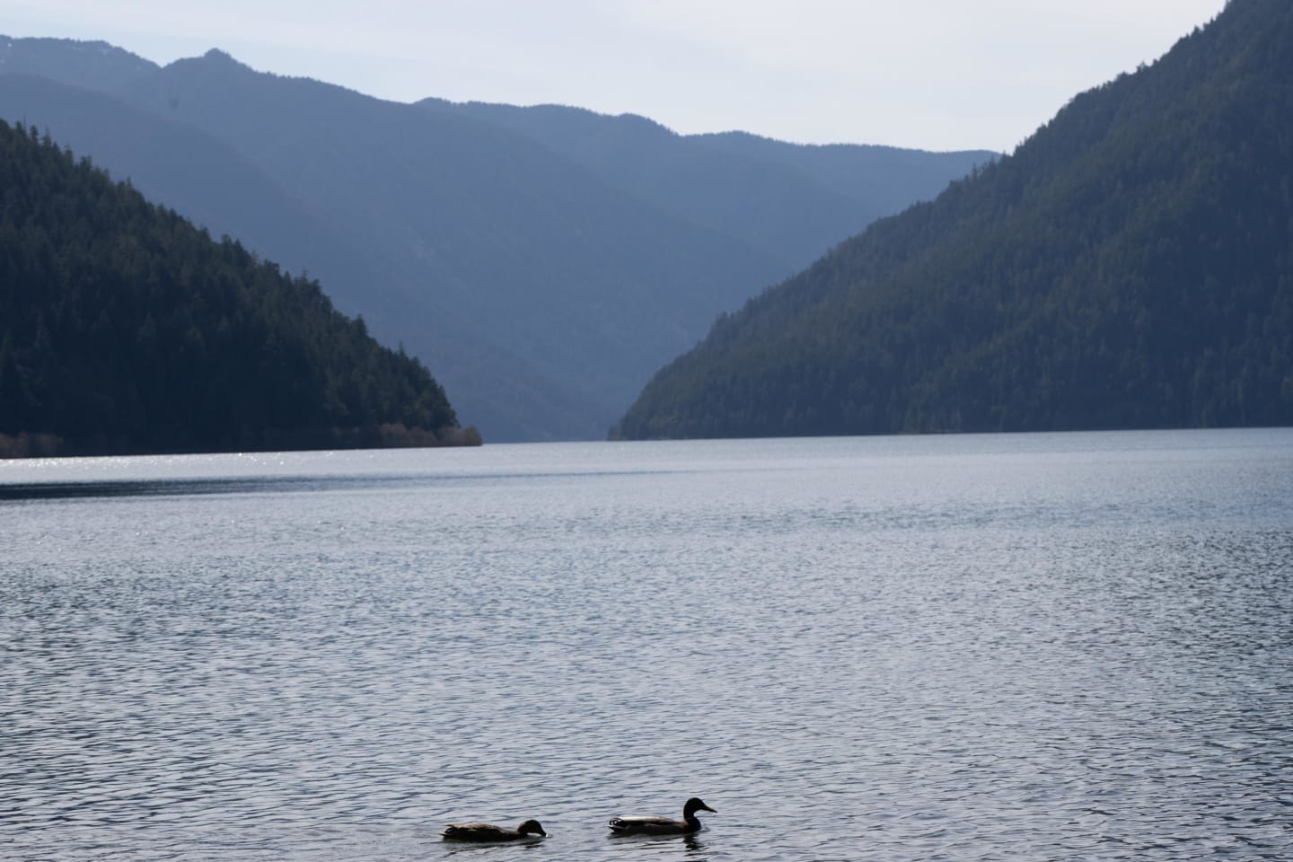 Two ducks swimming on the calm lake with forested hills in the background