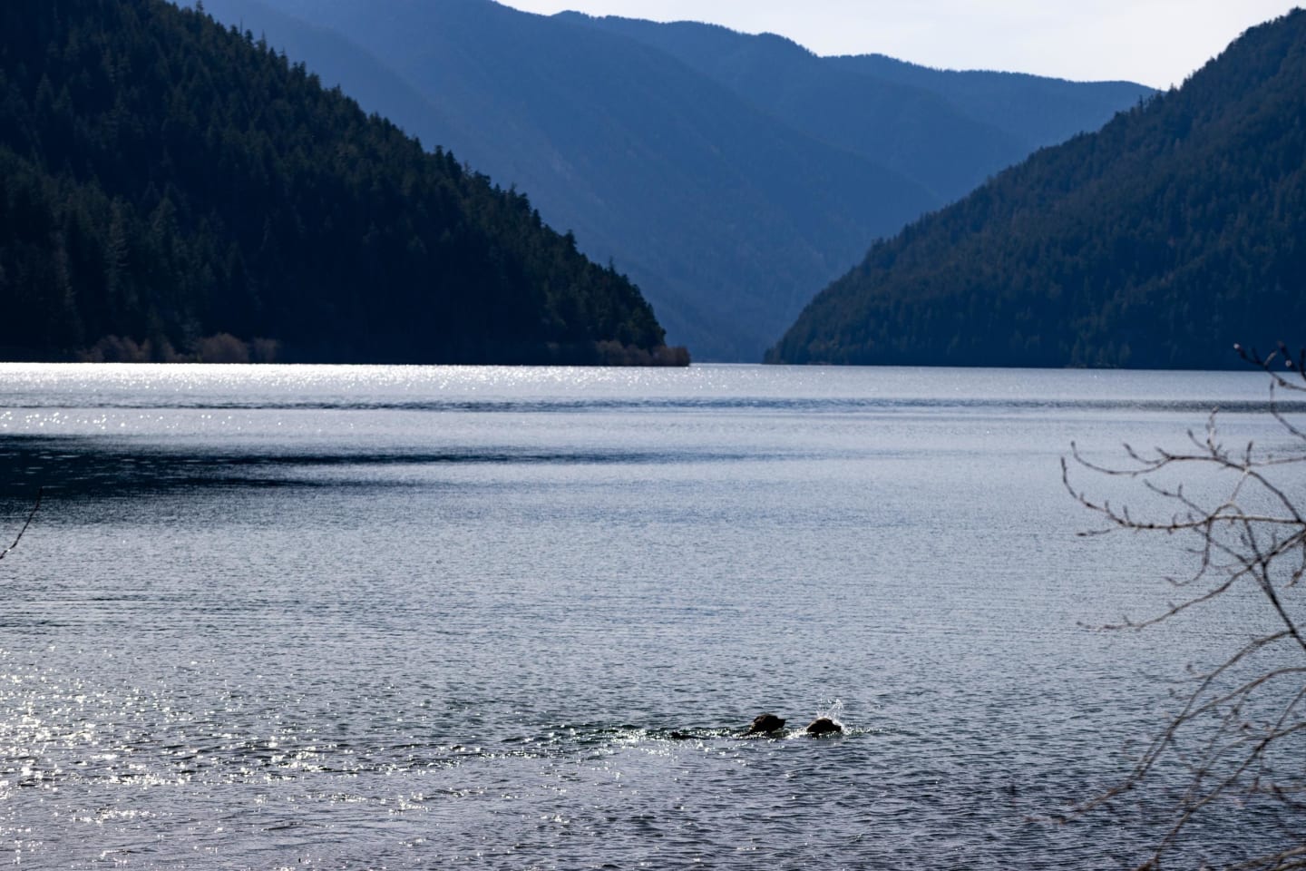 Two dogs splashing and playing in the lake water, creating white spray around them