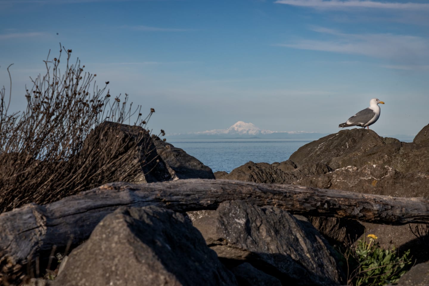 Seagull perched on dark rocks with Mount Baker rising in the distance across the blue waters of the Strait of Juan de Fuca