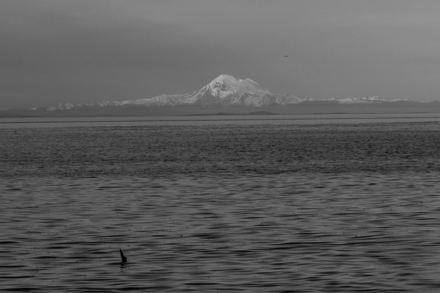 Black and white image of Mount Baker across calm water with a single bird silhouetted in the foreground